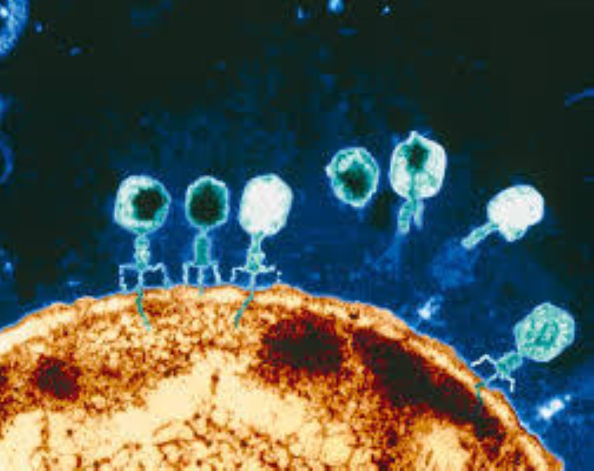 virus batteriofagi ai