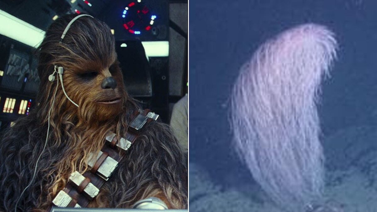 chewbacca star wars corallo peli han solo oceano pacifico